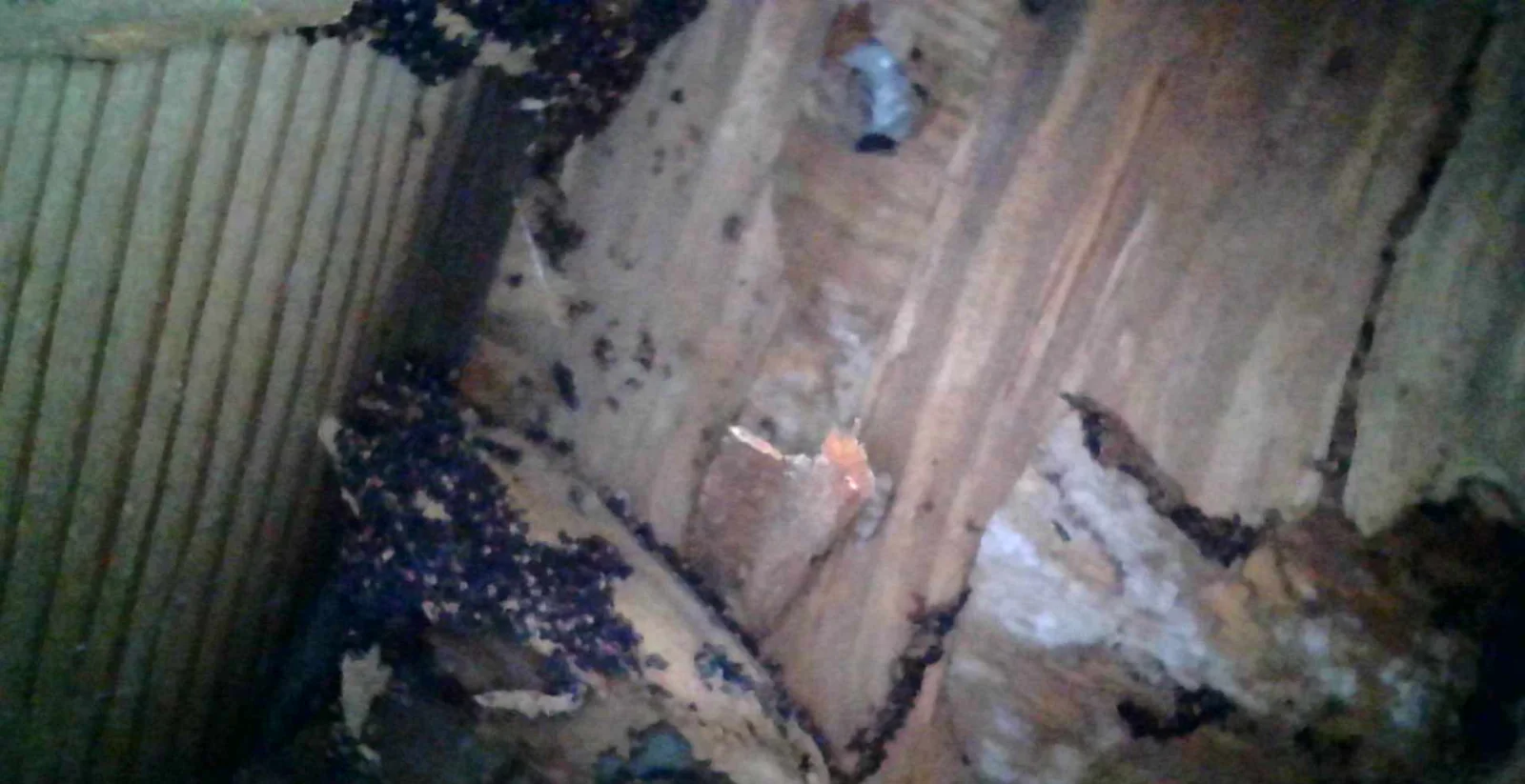 Inspection photo: decayed balcony framing wdo